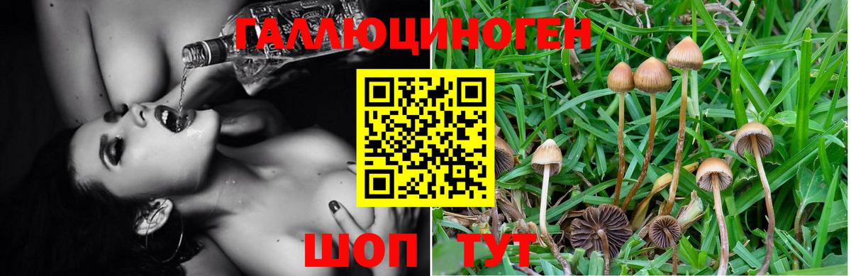 Галлюциногенные грибы Psilocybe Новый Уренгой